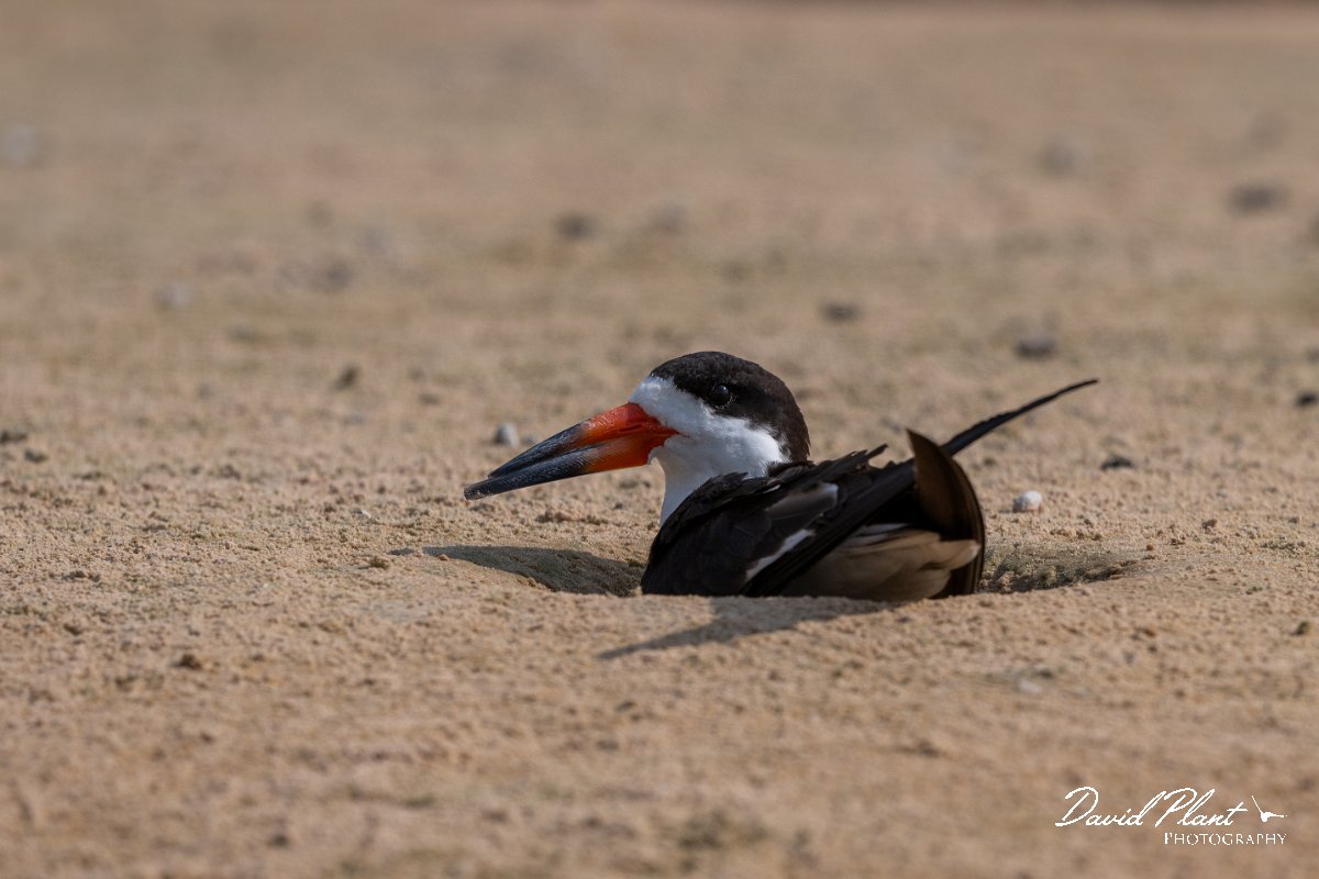 DPPhotography - Pantanal - Black skimmer - F.jpg - Black skimmer - Rio São Lourenço, Pantanal, Brazil