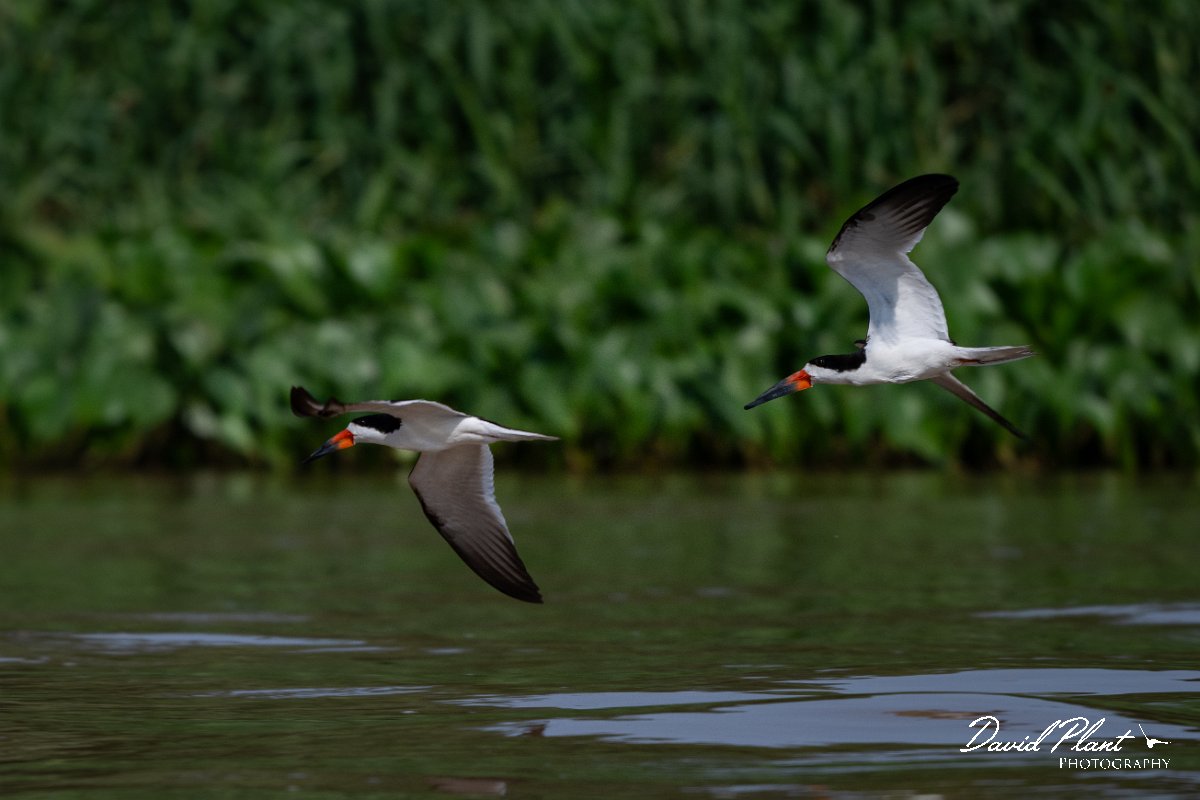 DPPhotography - Pantanal - Black skimmer - G.jpg - Black skimmer - Rio São Lourenço, Pantanal, Brazil