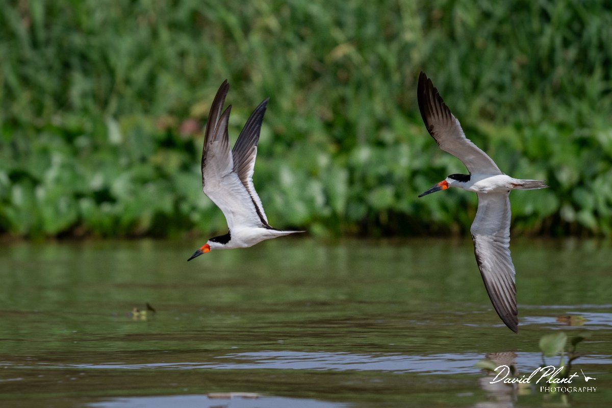 DPPhotography - Pantanal - Black skimmer - H.jpg - Black skimmer - Rio São Lourenço, Pantanal, Brazil