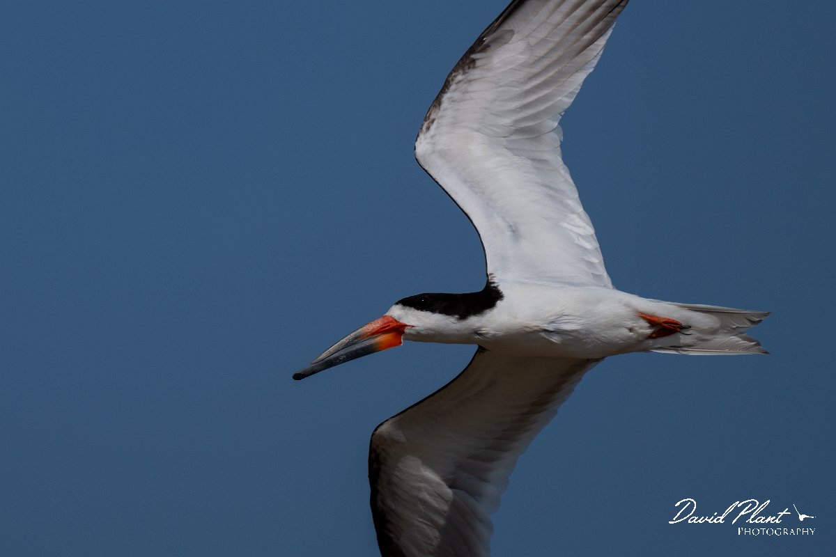 DPPhotography - Pantanal - Black skimmer - I.jpg - Black skimmer - Rio São Lourenço, Pantanal, Brazil