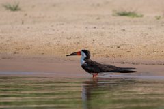 DPPhotography - Pantanal - Black skimmer - A