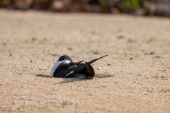 DPPhotography - Pantanal - Black skimmer - B