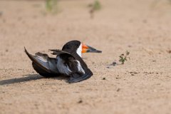 DPPhotography - Pantanal - Black skimmer - C