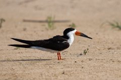 DPPhotography - Pantanal - Black skimmer - D