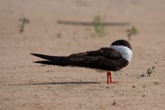 DPPhotography - Pantanal - Black skimmer - E