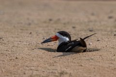 DPPhotography - Pantanal - Black skimmer - F