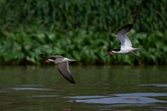 DPPhotography - Pantanal - Black skimmer - G