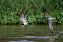 DPPhotography - Pantanal - Black skimmer - H