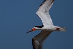 DPPhotography - Pantanal - Black skimmer - I