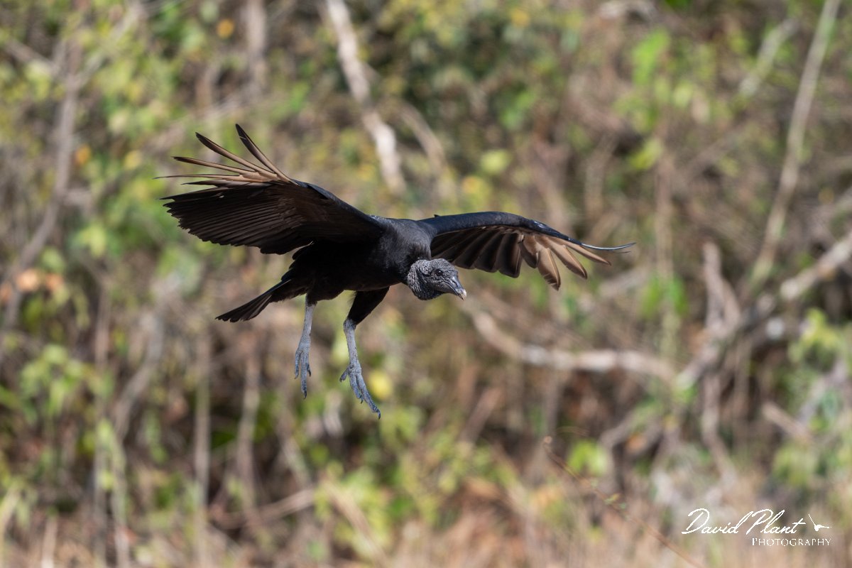 DPPhotography - Pantanal - Black vulture - A.jpg - Black vulture - Pantanal, Brazil