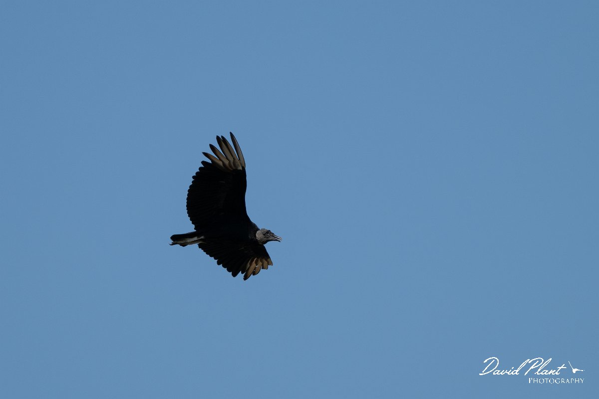 DPPhotography - Pantanal - Black vulture - C.jpg - Black vulture - Pantanal, Brazil