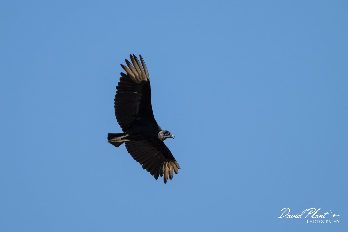 DPPhotography - Pantanal - Black vulture - D.jpg - Black vulture - Pantanal, Brazil
