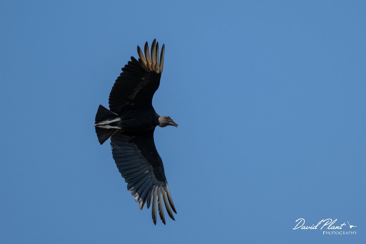 DPPhotography - Pantanal - Black vulture - E.jpg - Black vulture - Pantanal, Brazil