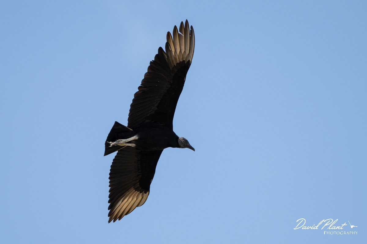 DPPhotography - Pantanal - Black vulture - F.jpg - Black vulture - Pantanal, Brazil