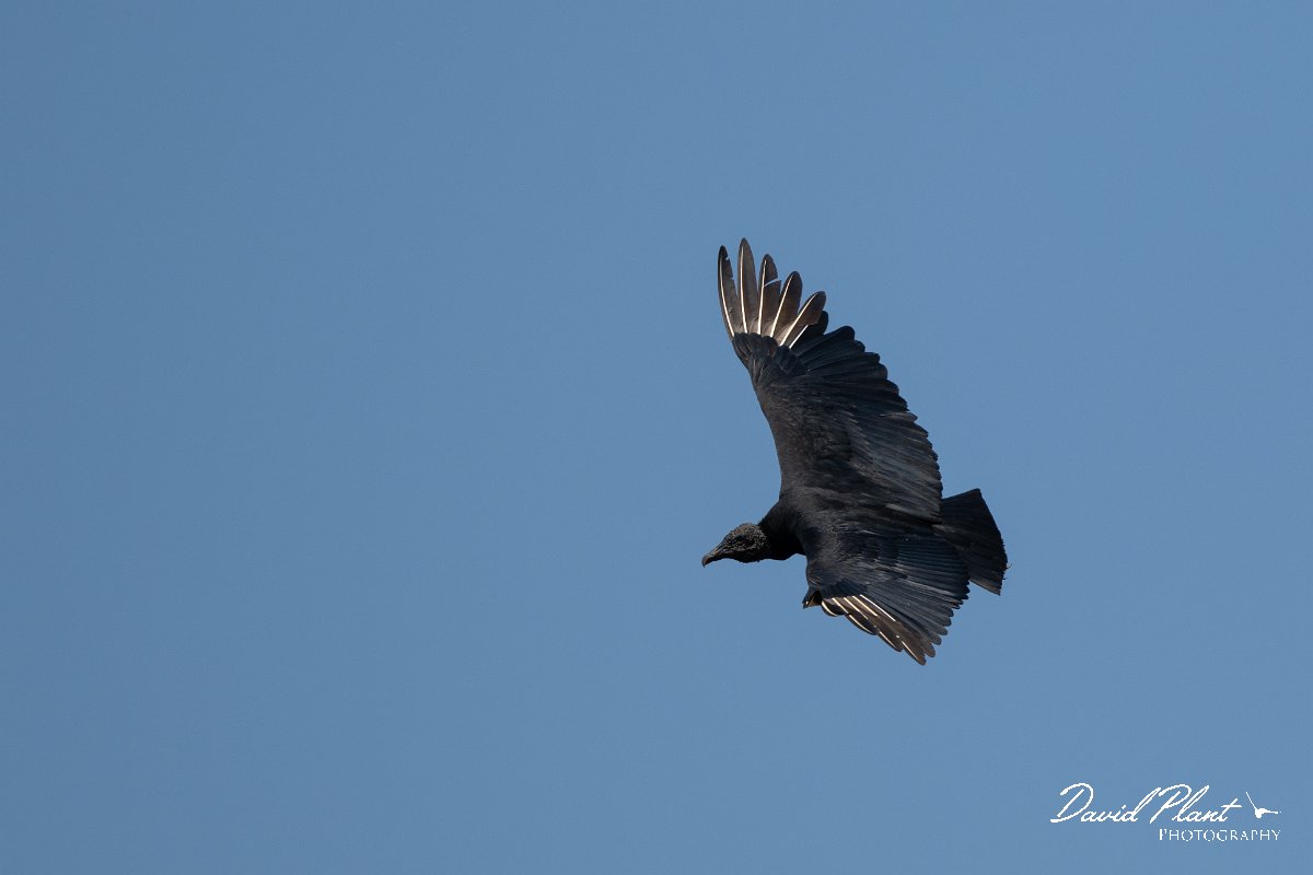 DPPhotography - Pantanal - Black vulture - G.jpg - Black vulture - Pantanal, Brazil