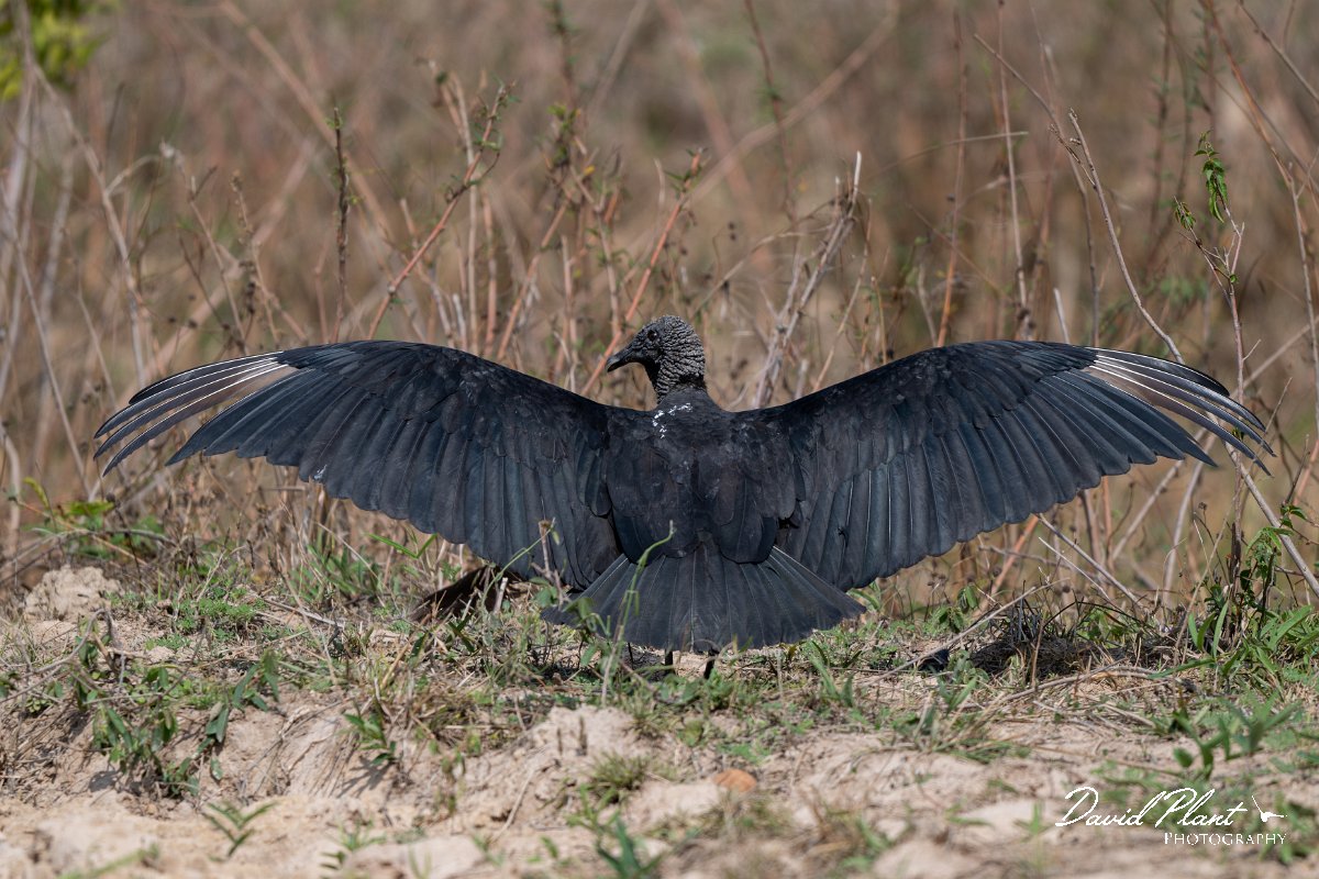 DPPhotography - Pantanal - Black vulture - J.jpg - Black vulture - Pantanal, Brazil