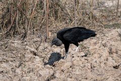 DPPhotography - Pantanal - Black vulture - B