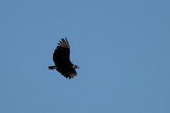 DPPhotography - Pantanal - Black vulture - C