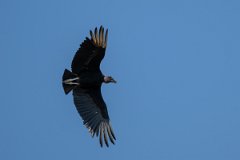 DPPhotography - Pantanal - Black vulture - E