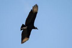 DPPhotography - Pantanal - Black vulture - F