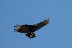 DPPhotography - Pantanal - Black vulture - H