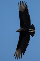 DPPhotography - Pantanal - Black vulture - I