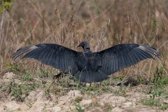 DPPhotography - Pantanal - Black vulture - J