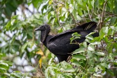 DPPhotography - Pantanal - Black vulture - K