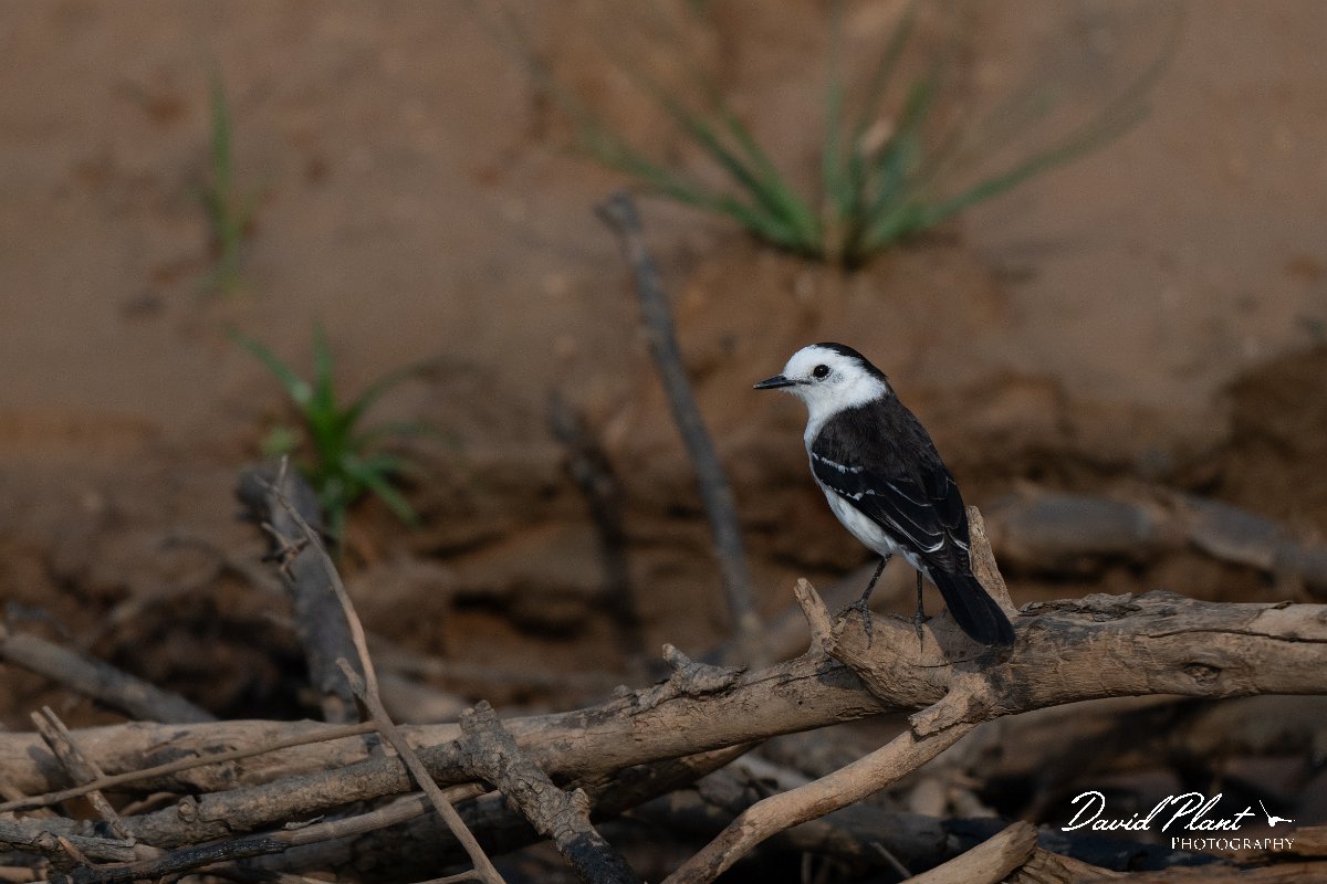 DPPhotography - Pantanal - Black-backed water tyrant - A.jpg - Black-backed water tyrant - Rio São Lourenço, Pantanal, Brazil