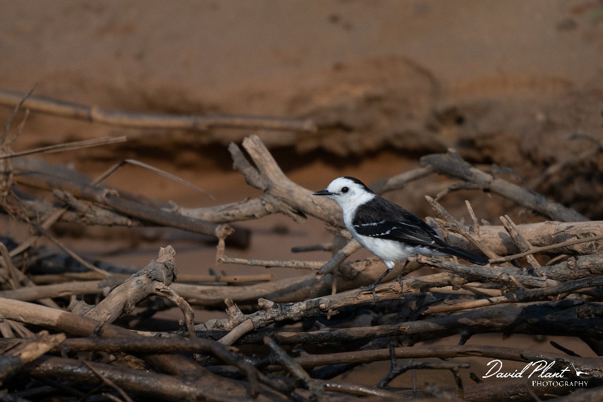 DPPhotography - Pantanal - Black-backed water tyrant - B.jpg - Black-backed water tyrant - Rio São Lourenço, Pantanal, Brazil