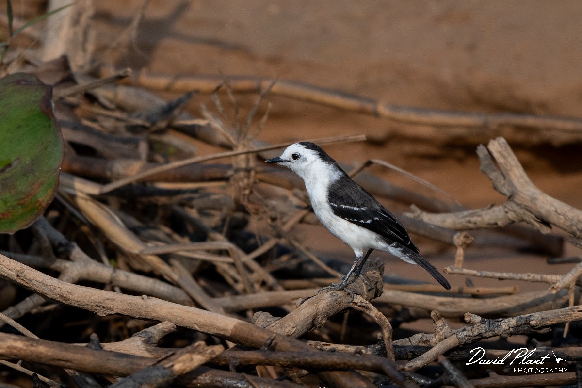 DPPhotography - Pantanal - Black-backed water tyrant - C.jpg - Black-backed water tyrant - Rio São Lourenço, Pantanal, Brazil