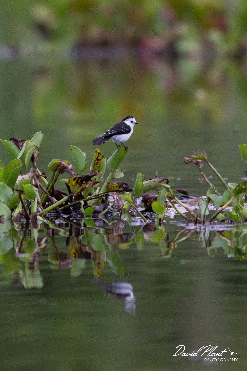 DPPhotography - Pantanal - Black-backed water tyrant - D.jpg - Black-backed water tyrant - Rio Sararé, Pantanal, Brazil