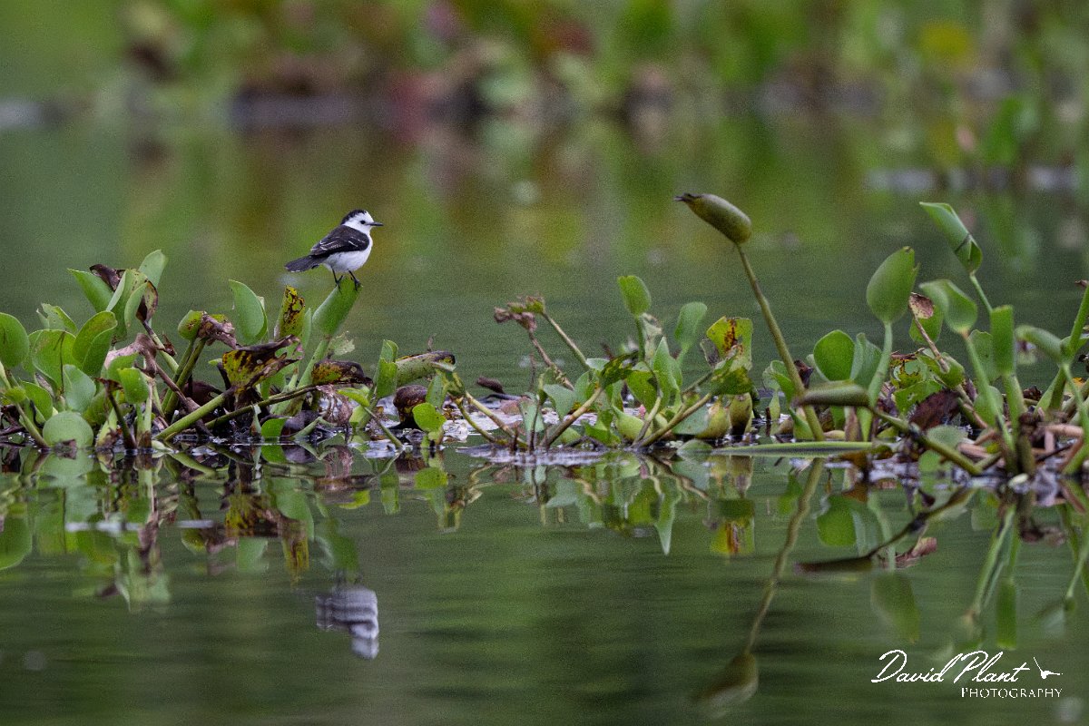 DPPhotography - Pantanal - Black-backed water tyrant - E.jpg - Black-backed water tyrant - Rio Sararé, Pantanal, Brazil
