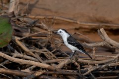 DPPhotography - Pantanal - Black-backed water tyrant - C