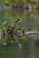 DPPhotography - Pantanal - Black-backed water tyrant - D