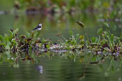 DPPhotography - Pantanal - Black-backed water tyrant - E
