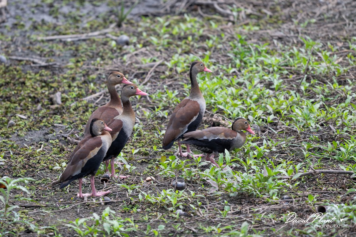 DPPhotography - Pantanal - Black-bellied whistling duck - A.jpg - Black-bellied whistling duck - Pantanal, Brazil
