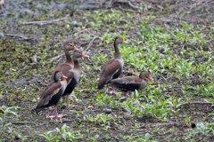 DPPhotography - Pantanal - Black-bellied whistling duck - A