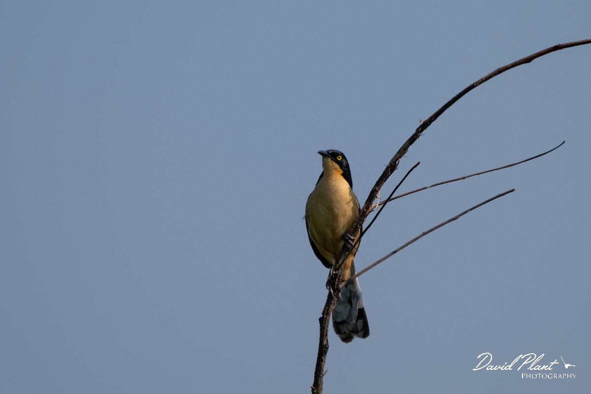 DPPhotography - Pantanal - Black-capped donacobious - A.jpg - Black-capped donacobious - Rio São Lourenço, Pantanal, Brazil