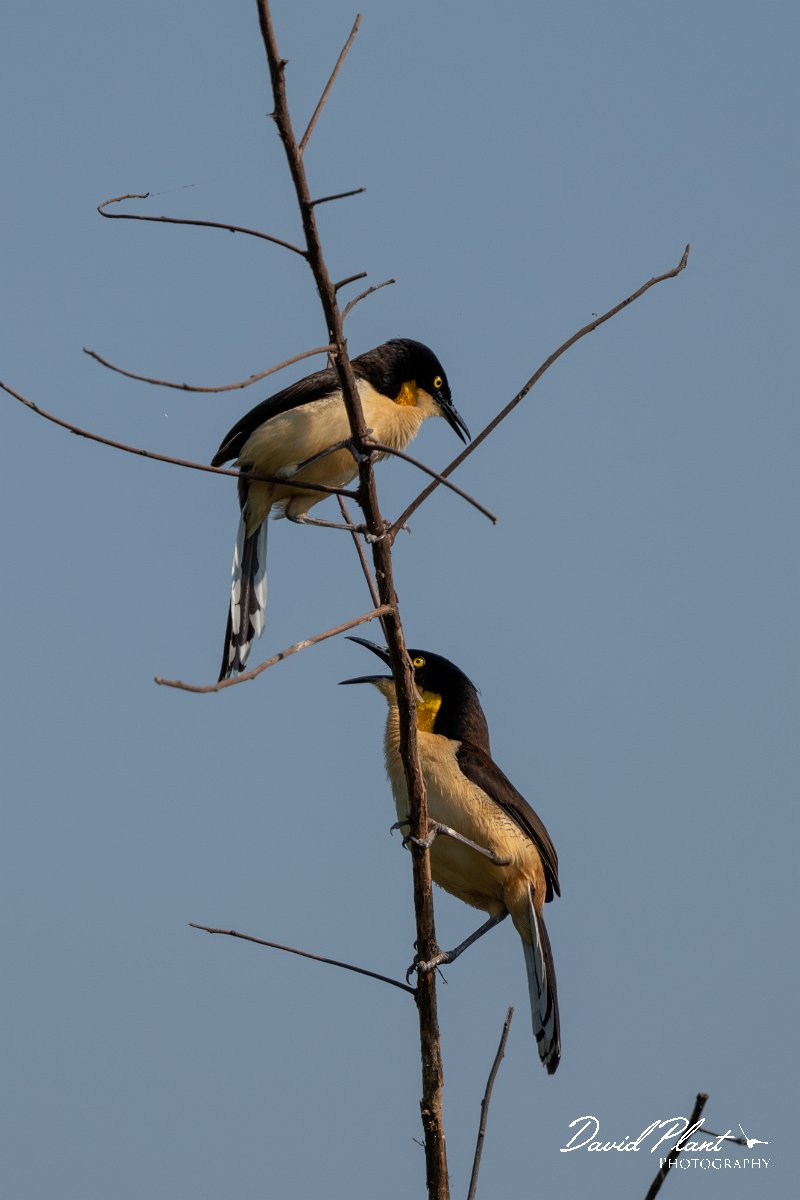 DPPhotography - Pantanal - Black-capped donacobious - B.jpg - Black-capped donacobious - Rio São Lourenço, Pantanal, Brazil