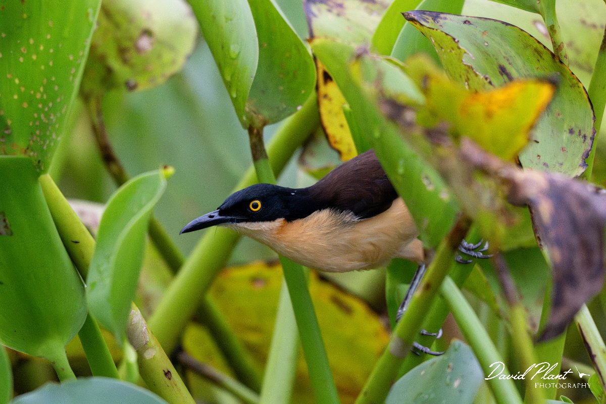 DPPhotography - Pantanal - Black-capped donacobious - C.jpg - Black-capped donacobious - Rio Sararé, Pantanal, Brazil