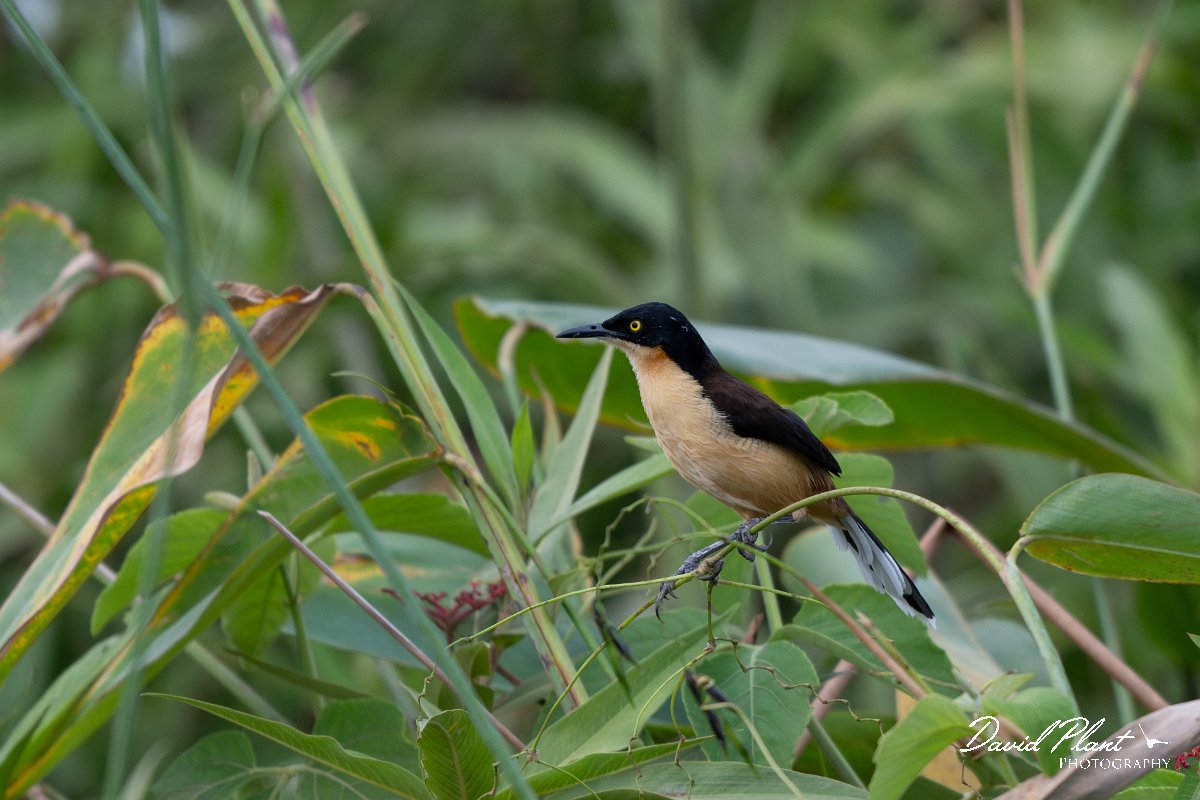 DPPhotography - Pantanal - Black-capped donacobious - E.jpg - Black-capped donacobious - Transpantaneira, Brazil