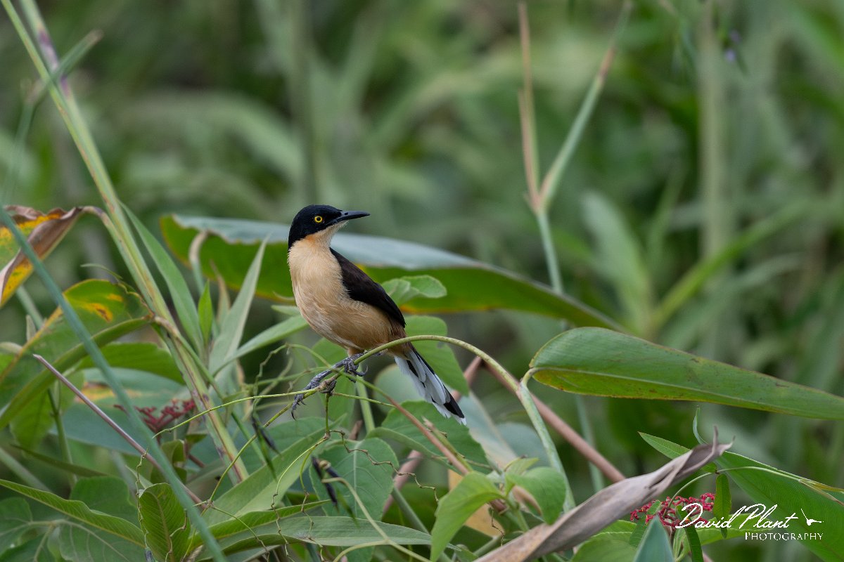 DPPhotography - Pantanal - Black-capped donacobious - F.jpg - Black-capped donacobious - Transpantaneira, Brazil