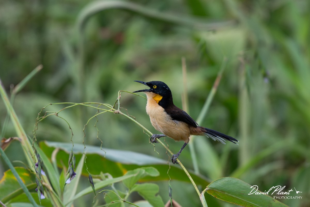 DPPhotography - Pantanal - Black-capped donacobious - G.jpg - Black-capped donacobious - Transpantaneira, Brazil