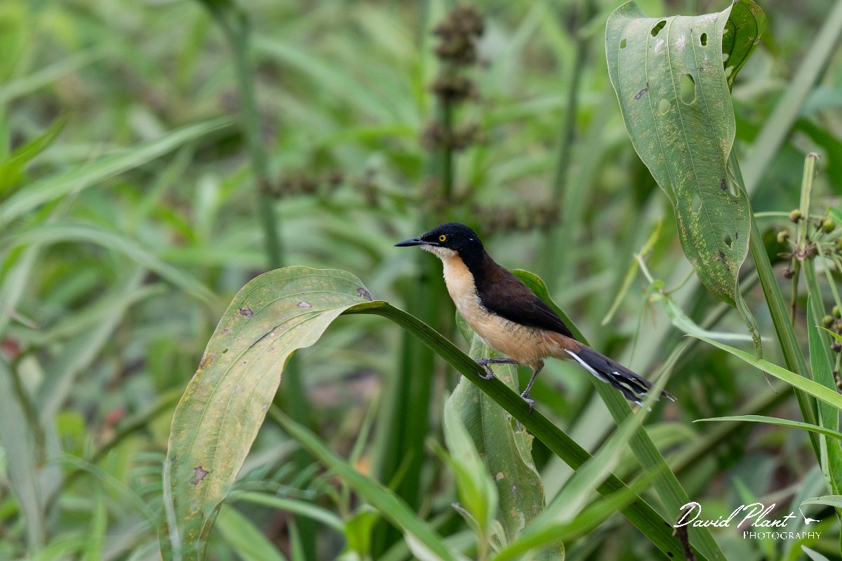 DPPhotography - Pantanal - Black-capped donacobious - H.jpg - Black-capped donacobious - Transpantaneira, Brazil