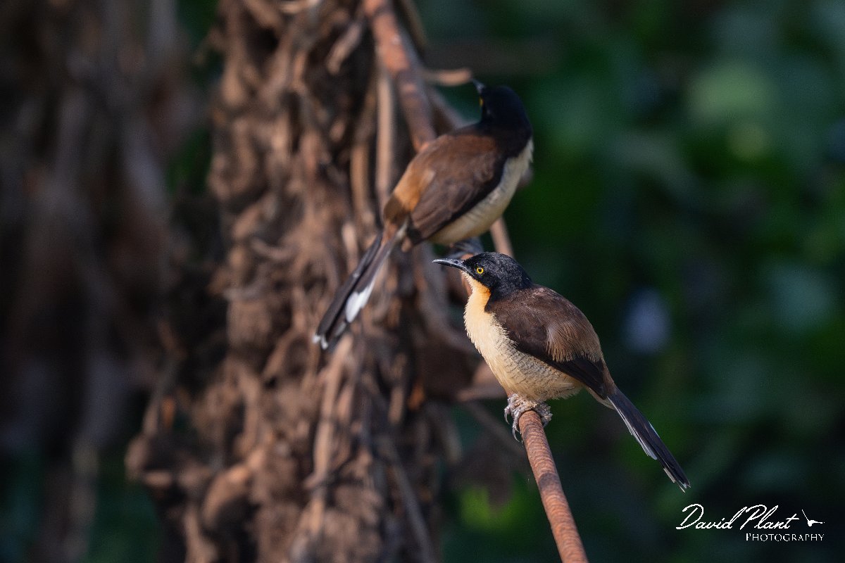 DPPhotography - Pantanal - Black-capped donacobious - I.jpg - Black-capped donacobious - Transpantaneira, Brazil