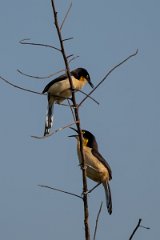 DPPhotography - Pantanal - Black-capped donacobious - B