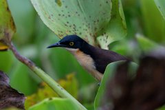 DPPhotography - Pantanal - Black-capped donacobious - D