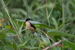 DPPhotography - Pantanal - Black-capped donacobious - F
