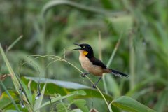DPPhotography - Pantanal - Black-capped donacobious - G